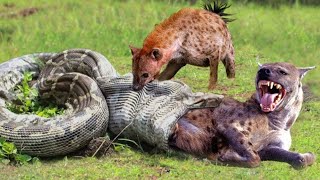 African Hyena Attack Wildebeest Masai Mara River Crossing Migration