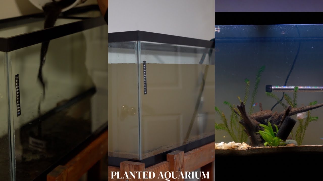 How to set up a FRESHWATER AQUARIUM: Beginners guide to your 1st Fish Tank  