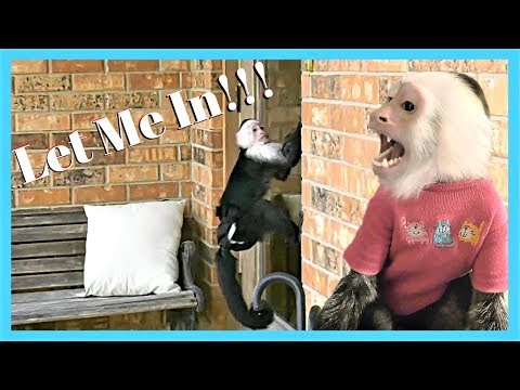 How to Raise a Pet Baby Monkey to an Adult Monkey! (the Right Way!) | Bottom Line: Freedom!