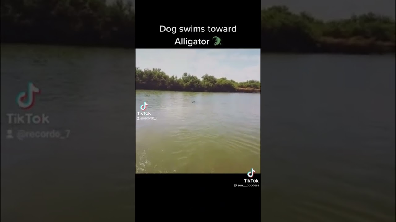 Dog get eating up by crocodile 😳 (must watch)