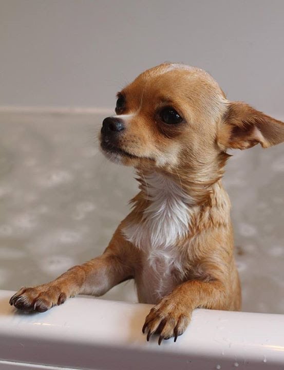 My Chihuahua Milo's Bath time YouTube