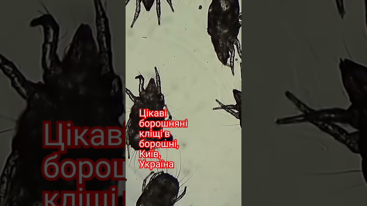 Цікаві борошняні кліщі мешкають у борошні і природі, Під мікроскопом, Київ, Україна.  Flour mites.
