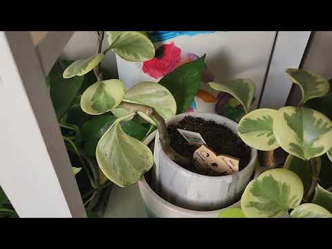 Indoor plants 🪴 (surviving indoor plants 🪴 in Canada 🇨🇦)
