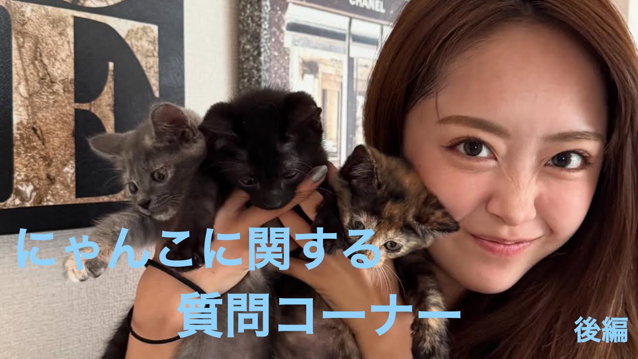 猫ちゃんに関する質問答えてみた！　