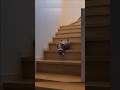 Proof that cats are actually liquid 🧊🐈 #shorts  #funnycats #catsoftiktok #petgoals #funny #liquidcat