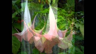 Brugmansia Jungle in Australia.