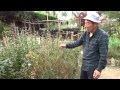 冬前のハーブガーデンの様子その２～自然のハーバルライフ～-HERB-Japanese Herb Garden