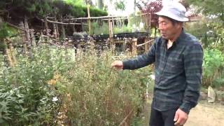 冬前のハーブガーデンの様子その２～自然のハーバルライフ～-HERB-Japanese Herb Garden