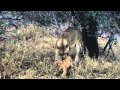 Lion Cub Playing With Mom at Kapama