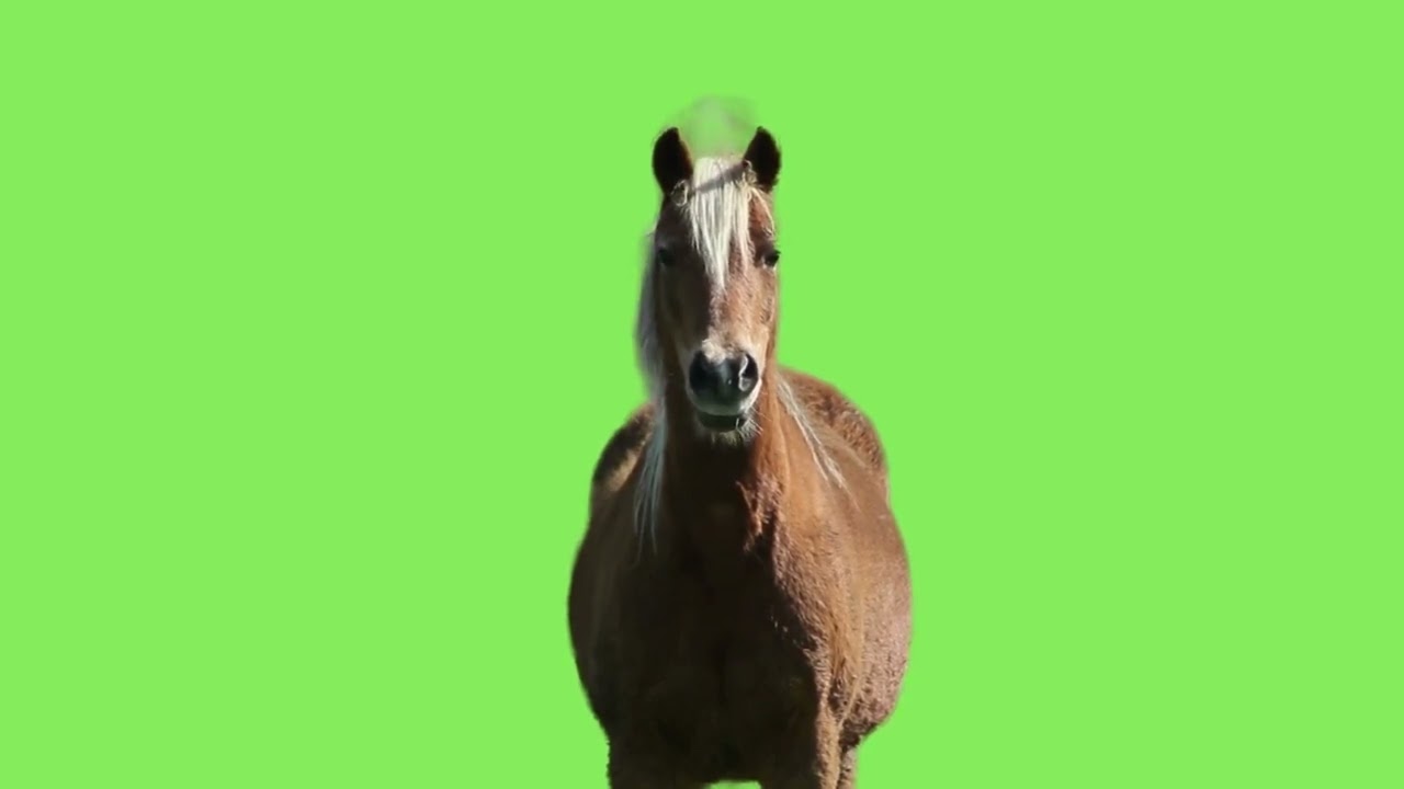 Green Screen  Brown Horse With Real Movement | Graphics For Projects Videos (Free To Use)