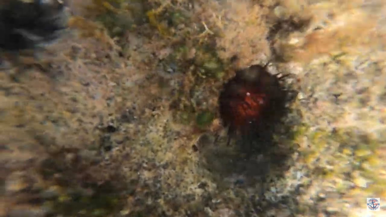 Sea urchins in Puerto Rico, don't step on one! YouTube