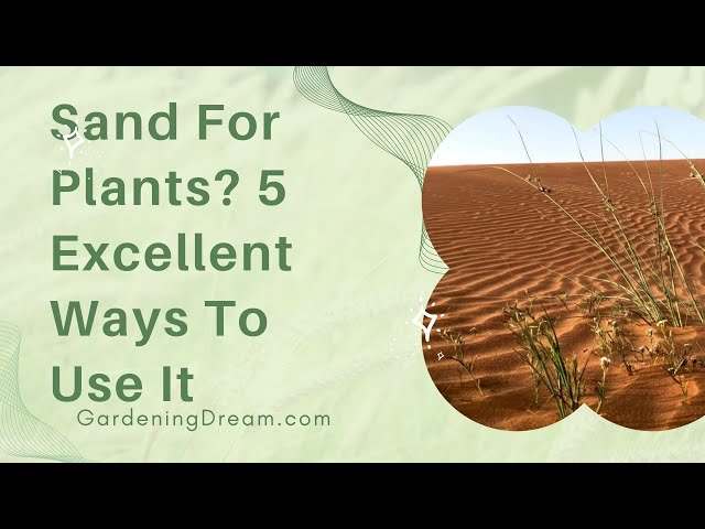 Sand For Plants 5 Excellent Ways To Use It 