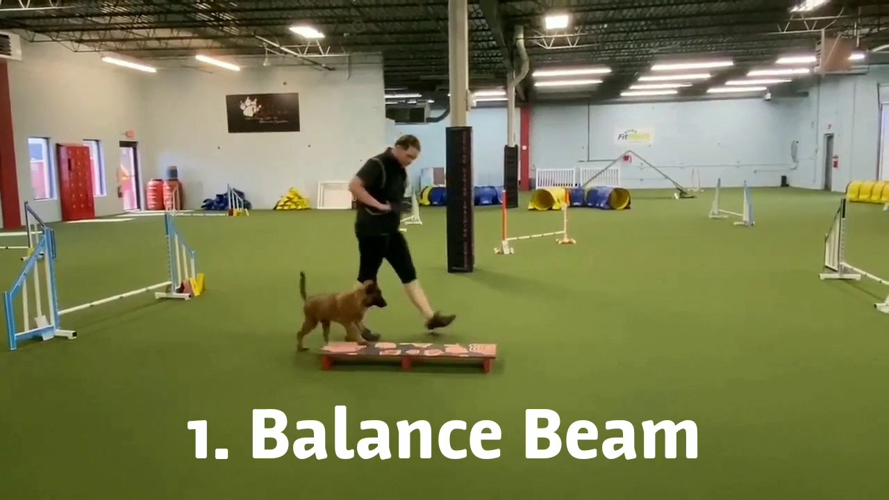 marvel-s-akc-novice-trick-dog-title-youtube