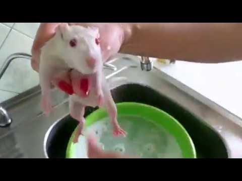 Купание крыс дамбо. Мышь купается. Крыса надо мыть. Мокрый мышонок. Крыса надо мыть.