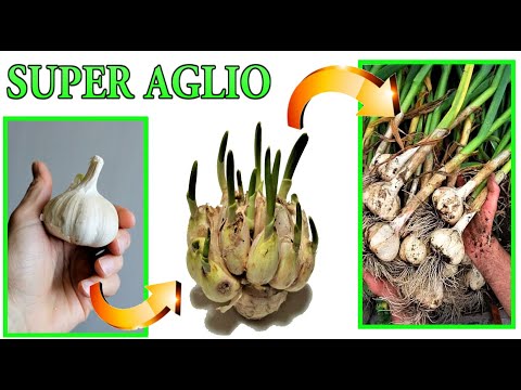 Video: Piantare Aglio In Autunno: Sfumature Importanti