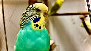 Budgies Having Fun and Breeding Update by David Morgan 9 views 3 years ago 3 minutes, 16 seconds