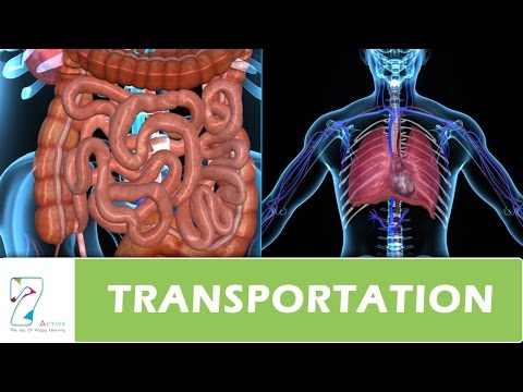 TRANSPORTATION IN HUMANS