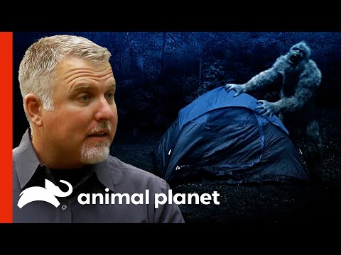 Video: In Australia, They Are Looking For Bigfoot Again - Alternative View