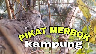 Perkutut Lokal Gacor Pikat Merbok suara besar Paling Ampuh Mengatasi Perkutut Males Bunyi