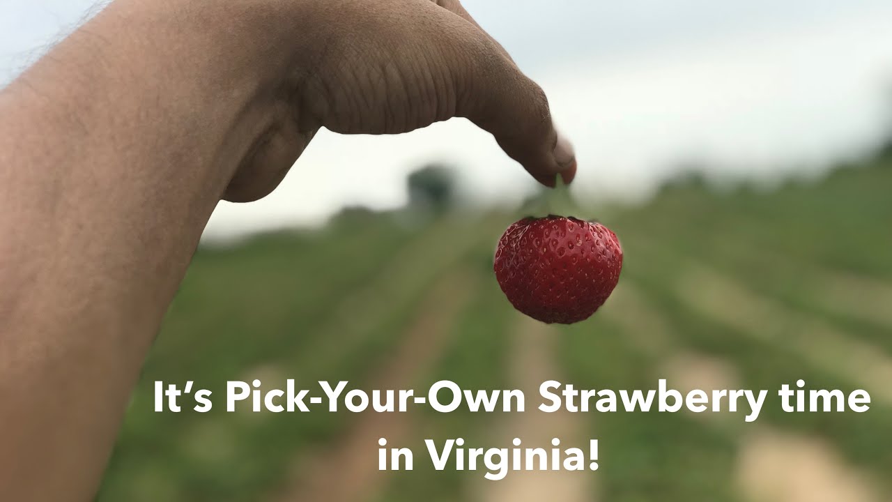Pick Your Own Strawberries Berries Season Best U Pick Berry Farms pick-your-own-strawberries-berries-season-best-u-pick-berry-farms