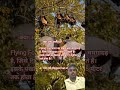 Bat voice । biggest bat of India। Flying fox। pteropus medius। #Bat  । भारत का बड़ा चमकादड़