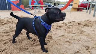 Playing in the sand (featuring Dachshund friend) | Odin the Staffordshire Bull terrier by Odin the Staffordshire Bull terrier 2,198 views 3 years ago 2 minutes, 53 seconds