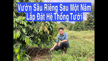 HỆ THỐNG TƯỚI BÙ ÁP CHO VƯỜN SẦU RIÊNG ĐỒI DỐC