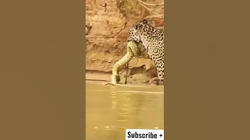 Jaguar attacks a python #shorts #youtubeshorts #animals #viral