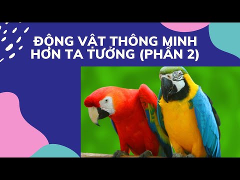 Video: Pet Scoop: Chihuahua được cứu trong Chó con, Rùa biển được điều trị tại bệnh viện người