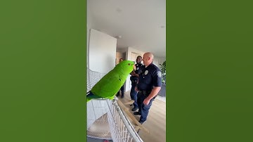 De papegaai die zijn rechten kende