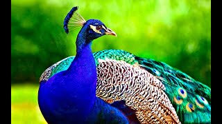 Exploring Animal Kingdom Orlando & Natural Beauty | Peacock TV | Halloween Ends | 4K Wildlife Videos