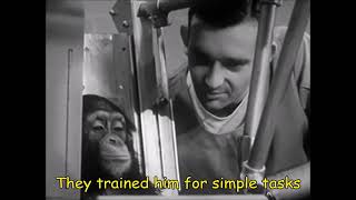 What happened to ham chimpanzee, in Space 🌌// sad story of ham chimpanzee
