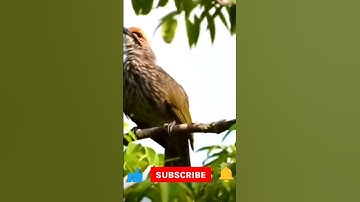 Momen langka burung cucak Rowo berkeliaran di permukiman warga #shorts #burungcucakrowo