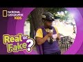 Identifying Real and Fake Statements