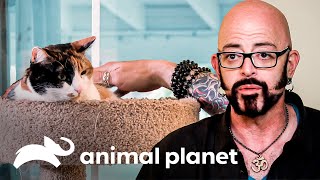 Gata surda ataca os humanos | Meu Gato Endiabrado | Animal Planet Brasil