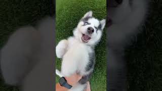 Cute Pomsky Puppy loves getting pet! | Cute puppie videos