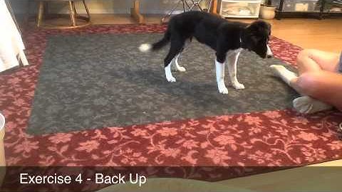 Chaos - Lolabuland Puppy Class Lesson 2