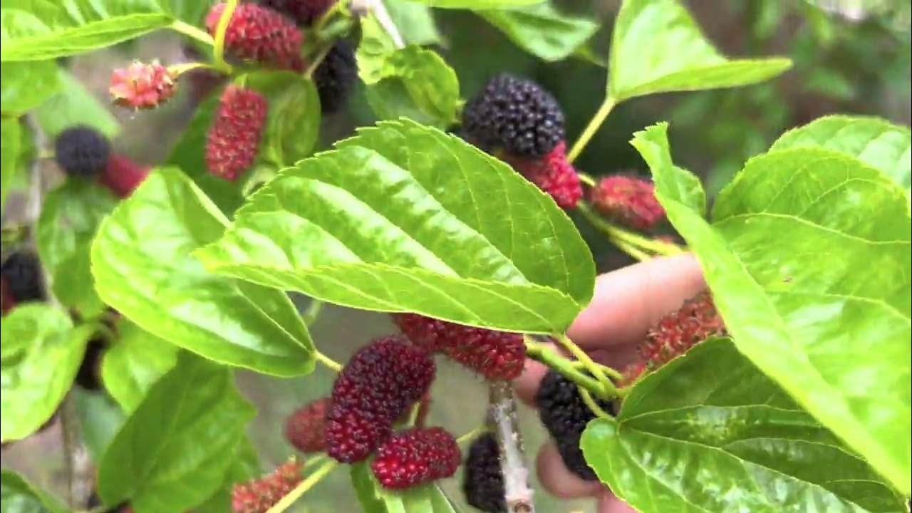 Harvesting mulberry youtube