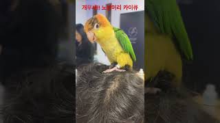 #앵무새#노랑머리카이큐