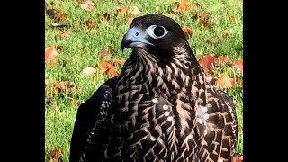 Impressions On Our Peregrine Breeding. الشاهين