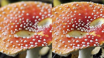 Focus Merging (Affinity Photo)