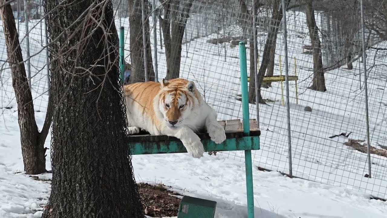 Khaleesi Tiger Enjoying her Snow Daybeofre the snow melts