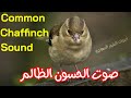 صوت الحسون الظالم Common Chaffinch Songs Calls 