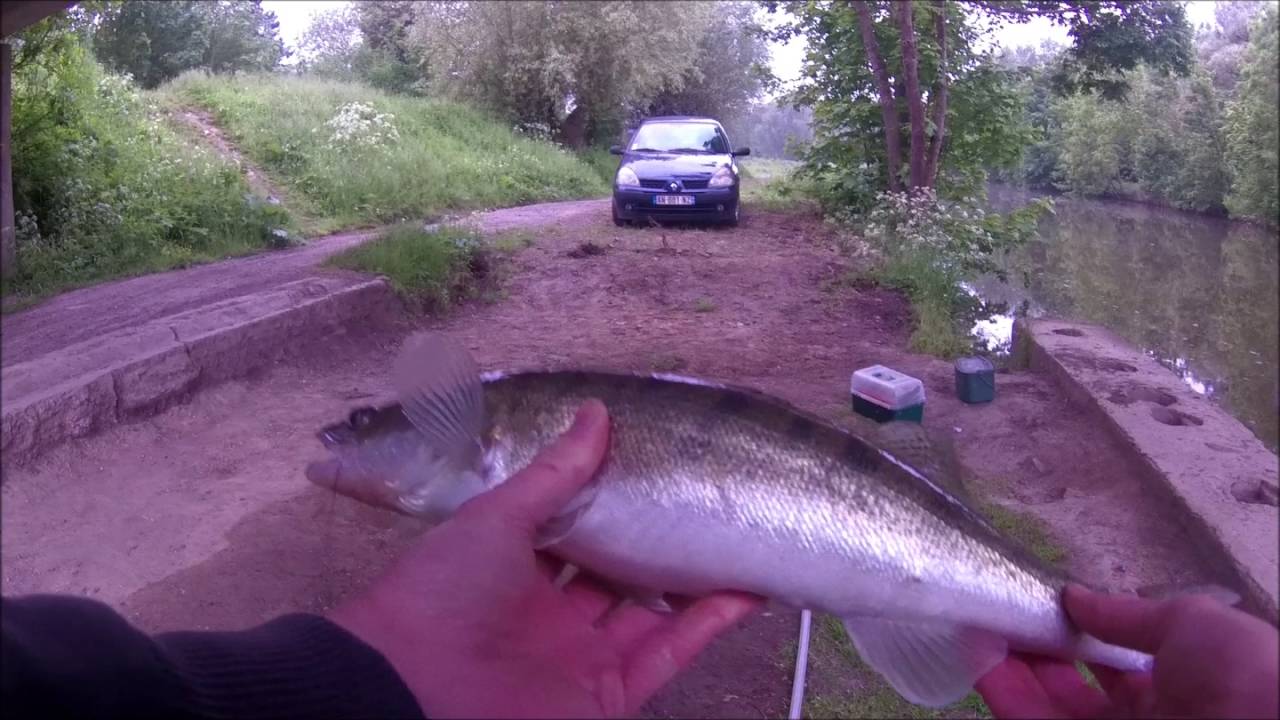 Le bulletin de léditoral sur la pêche à volgograde