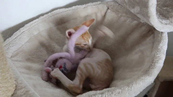 Watch the video about Cornish Rex kitten Dio!!! Cornish Rex Dio such a cute player!