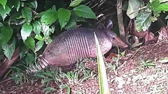 Costa Rican Wildlife with a Smartphone