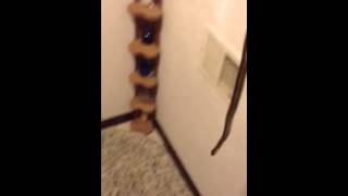 That Darn Cat - Goodness Snakes