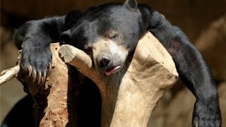 СМЕШНЫЕ ВИДЕО ЮМОР СМЕШНЫЕ ВИДЕО ЮМОР