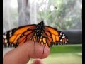 Mariposa Monarca - Jardín Botánico