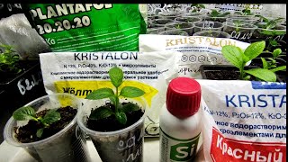 Давайте разберемся с удобрениями в разный период вегетации  черенков гортензии 🌿🌿🌿